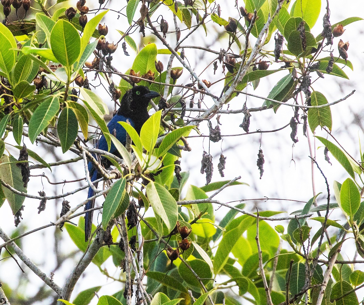 San Blas Jay - ML634281822