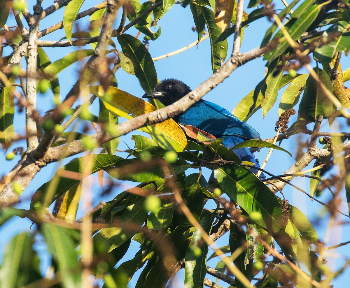 San Blas Jay - ML634281835