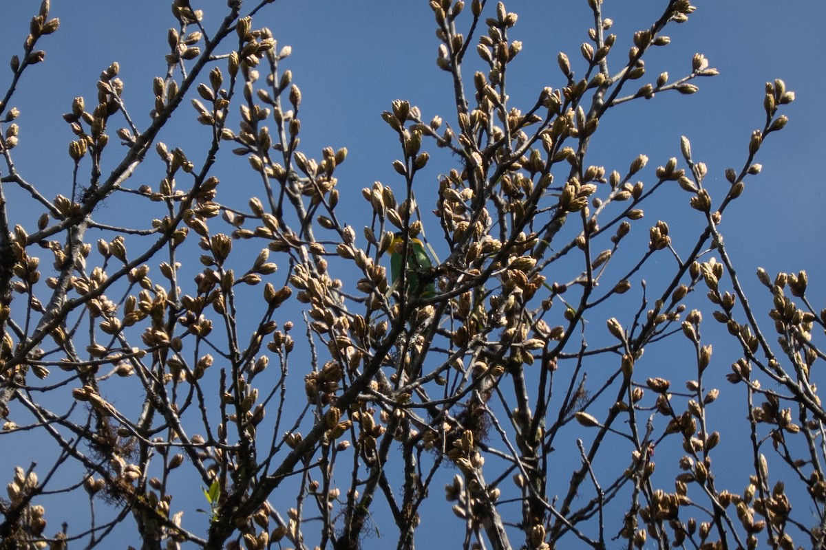 Long-tailed Broadbill - ML634281912