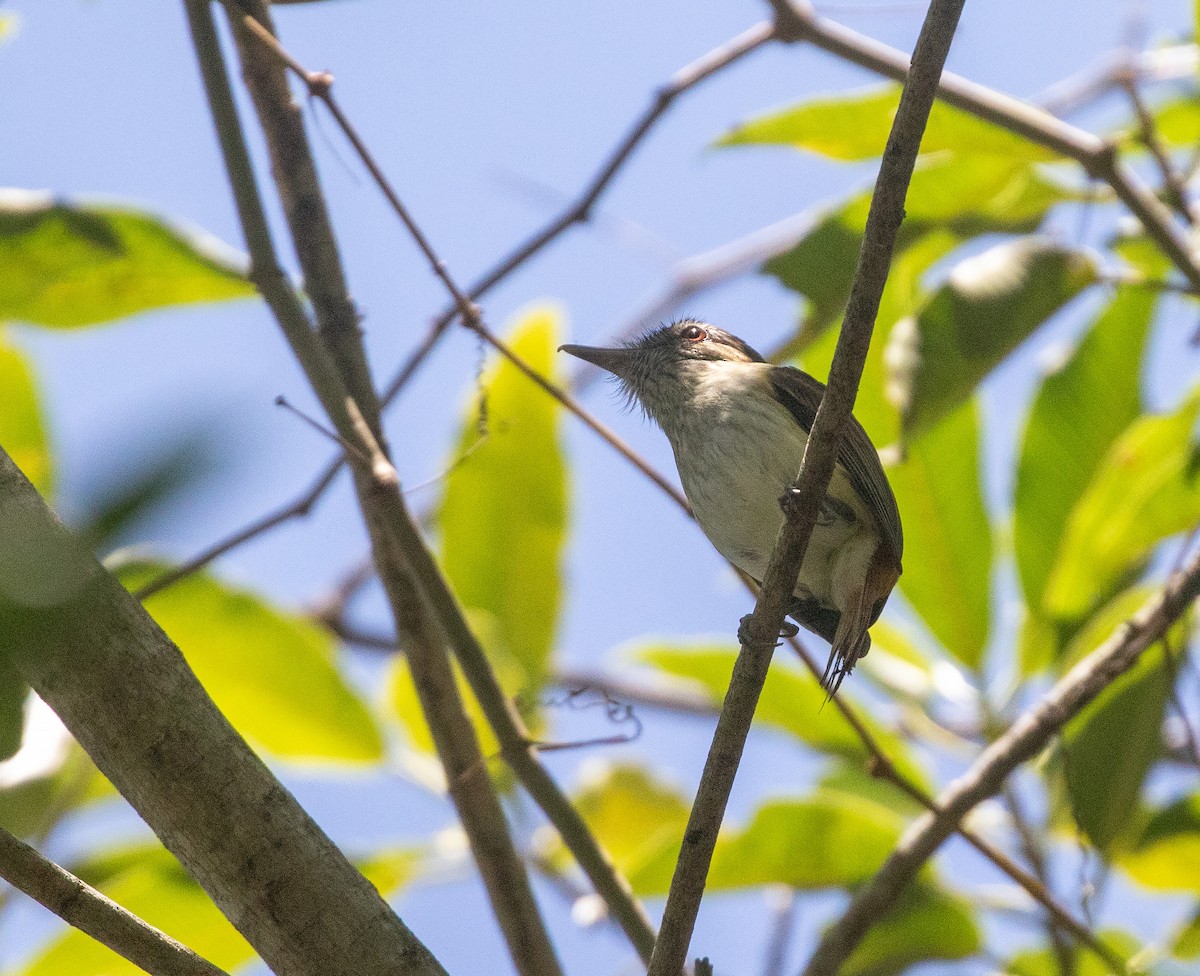 Bright-rumped Attila - ML634281977