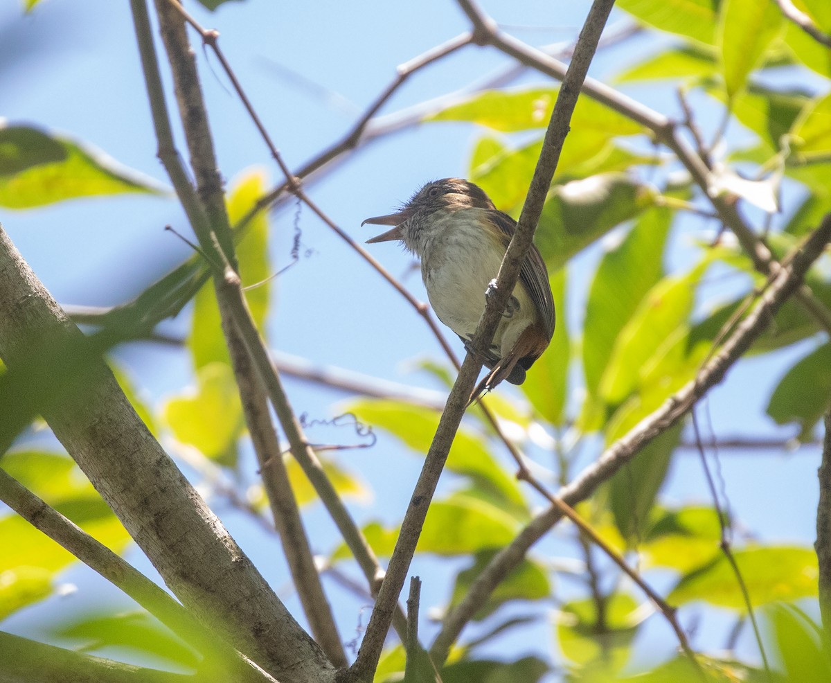 Bright-rumped Attila - ML634281979