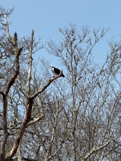 Osprey - ML634281985
