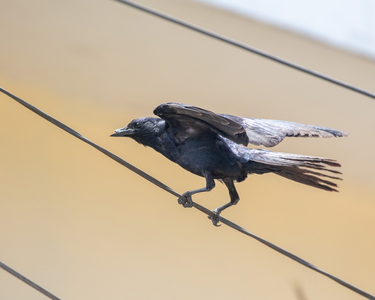 Sinaloa Crow - ML634282030