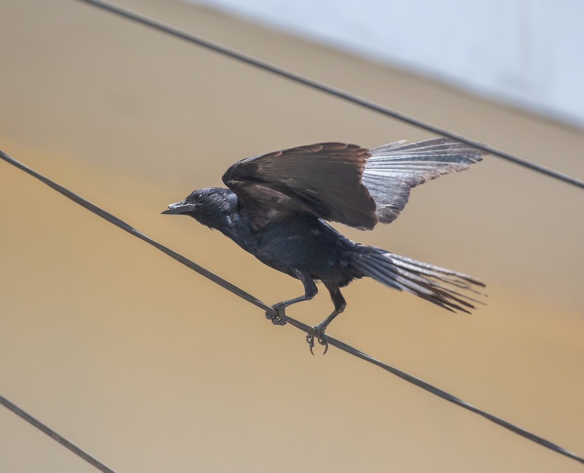 Sinaloa Crow - ML634282037