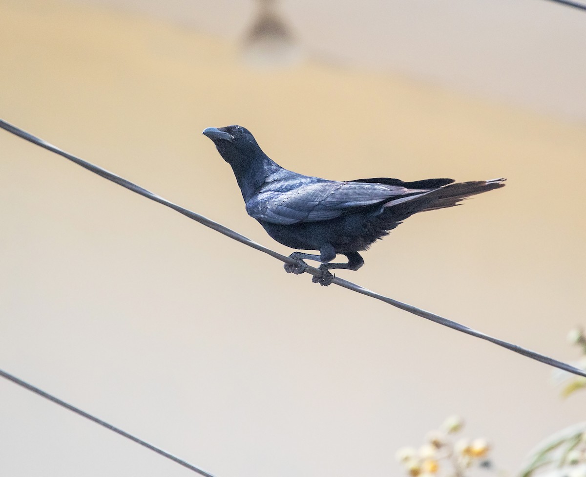 Sinaloa Crow - ML634282056