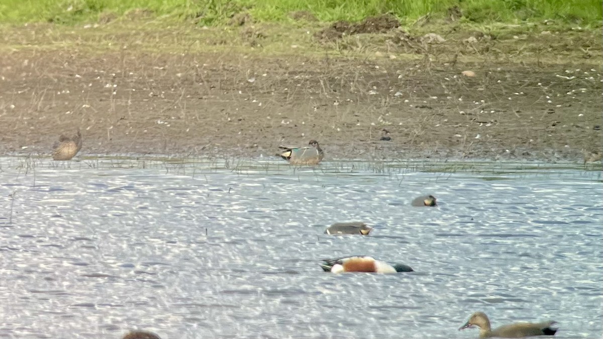 Green-winged Teal (Eurasian x American) - ML634282072
