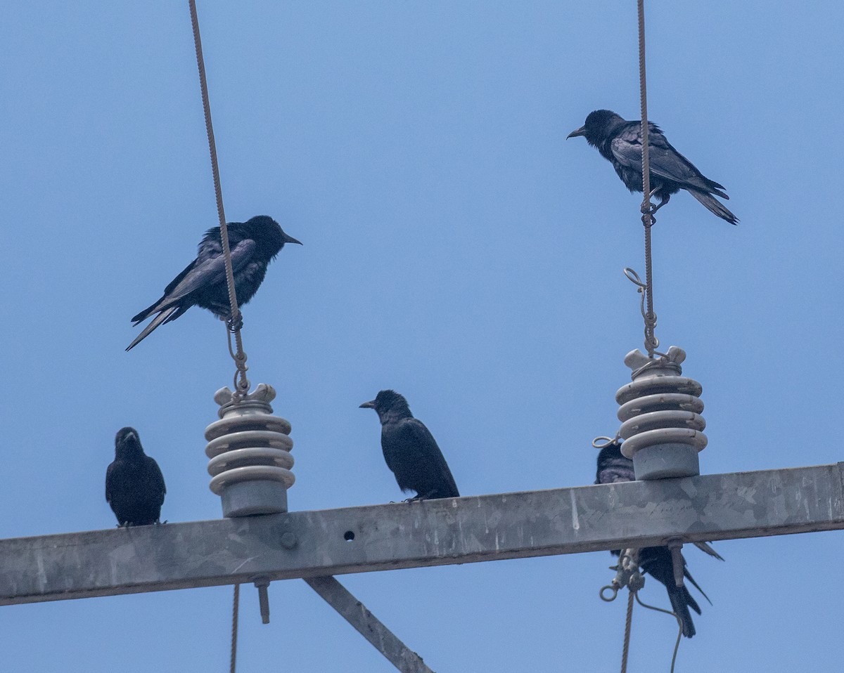 Sinaloa Crow - ML634282104