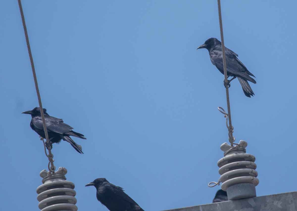 Sinaloa Crow - ML634282110