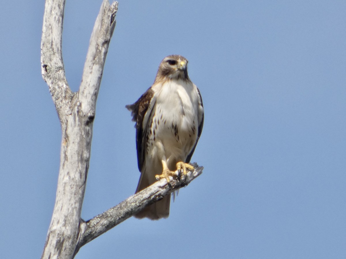 Rotschwanzbussard - ML634282204