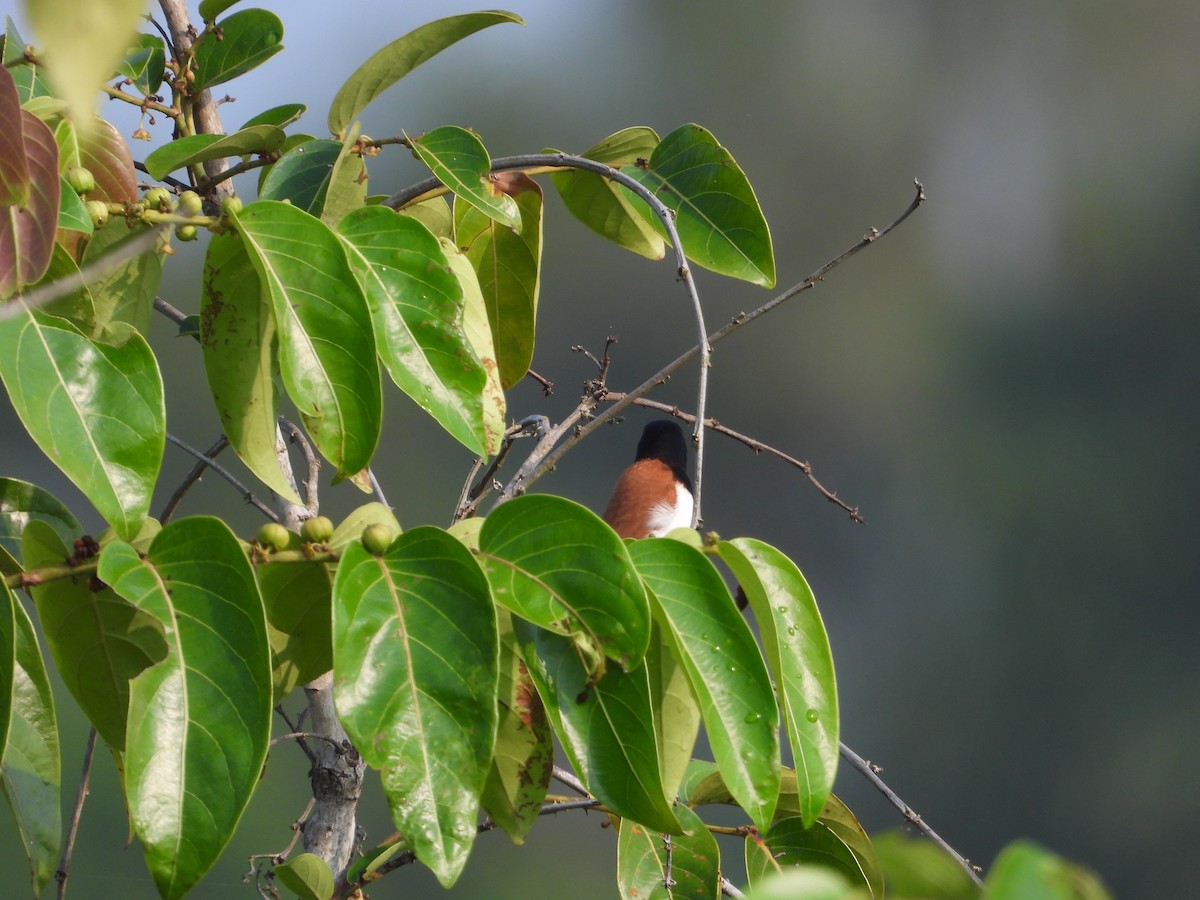 Tricolored Munia - ML634282376