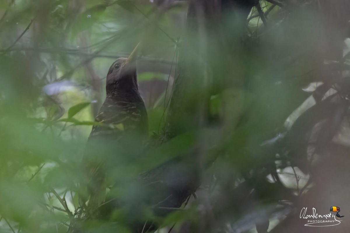Bay Woodpecker - ML634282415
