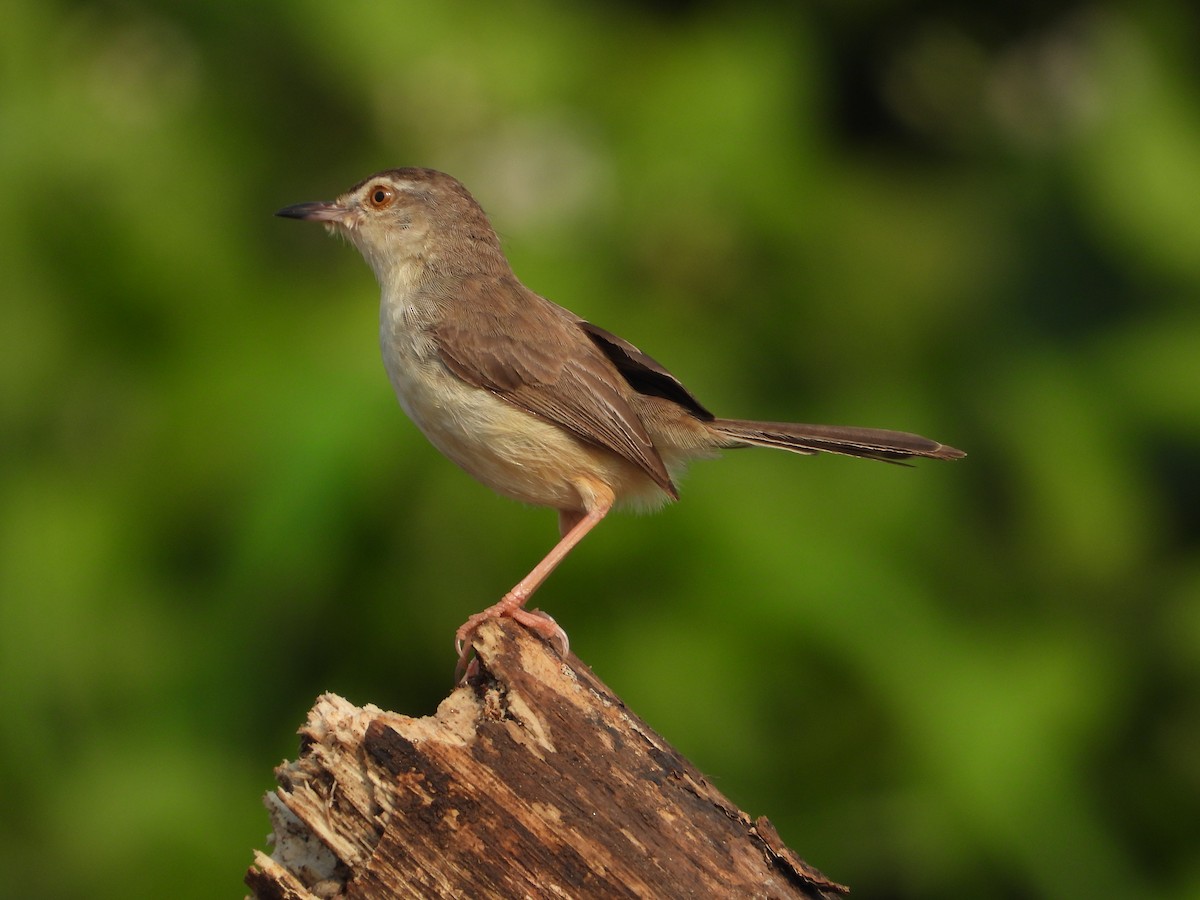 Plain Prinia - ML634282418