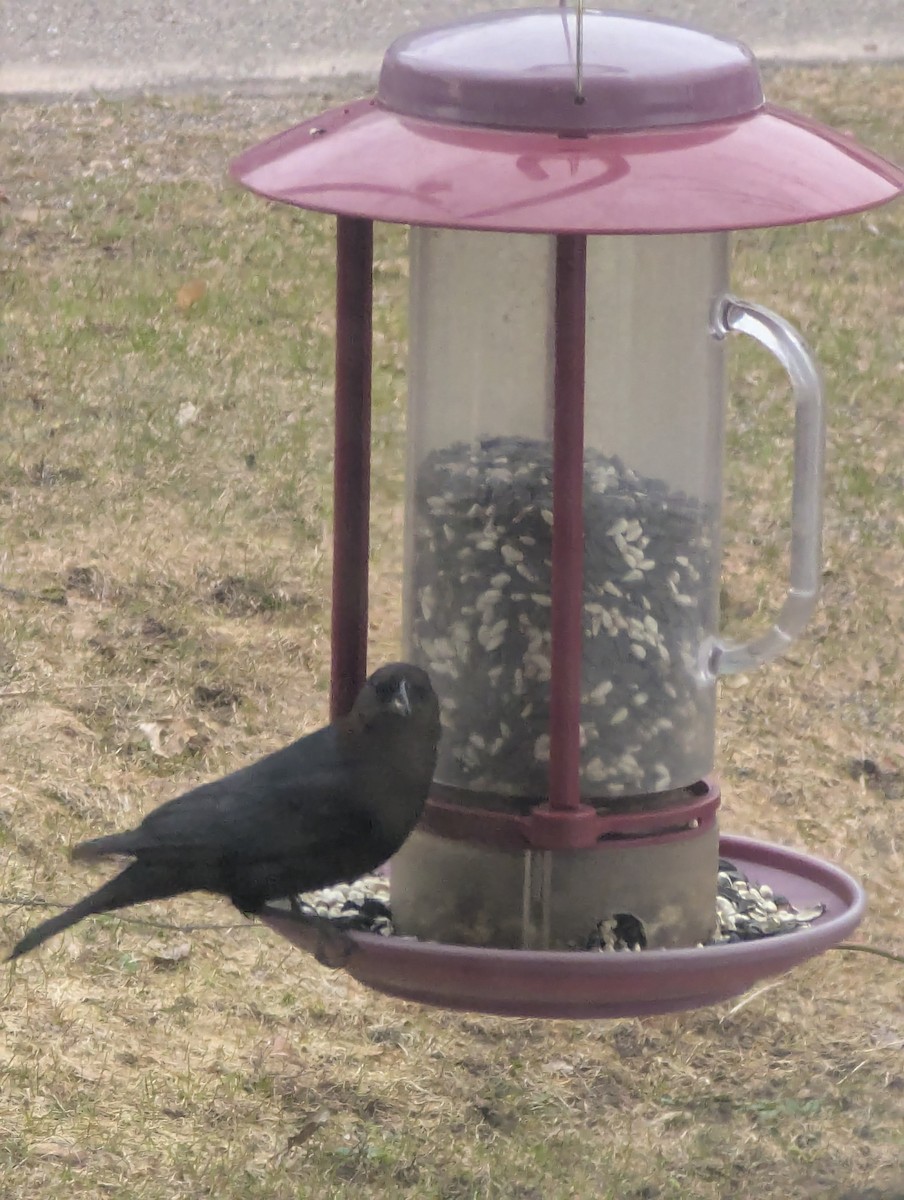 Brown-headed Cowbird - ML634282460