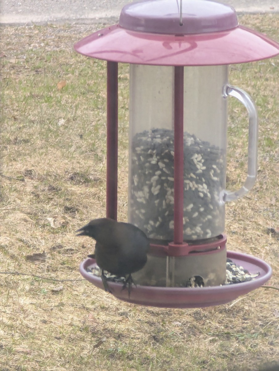 Brown-headed Cowbird - ML634282461