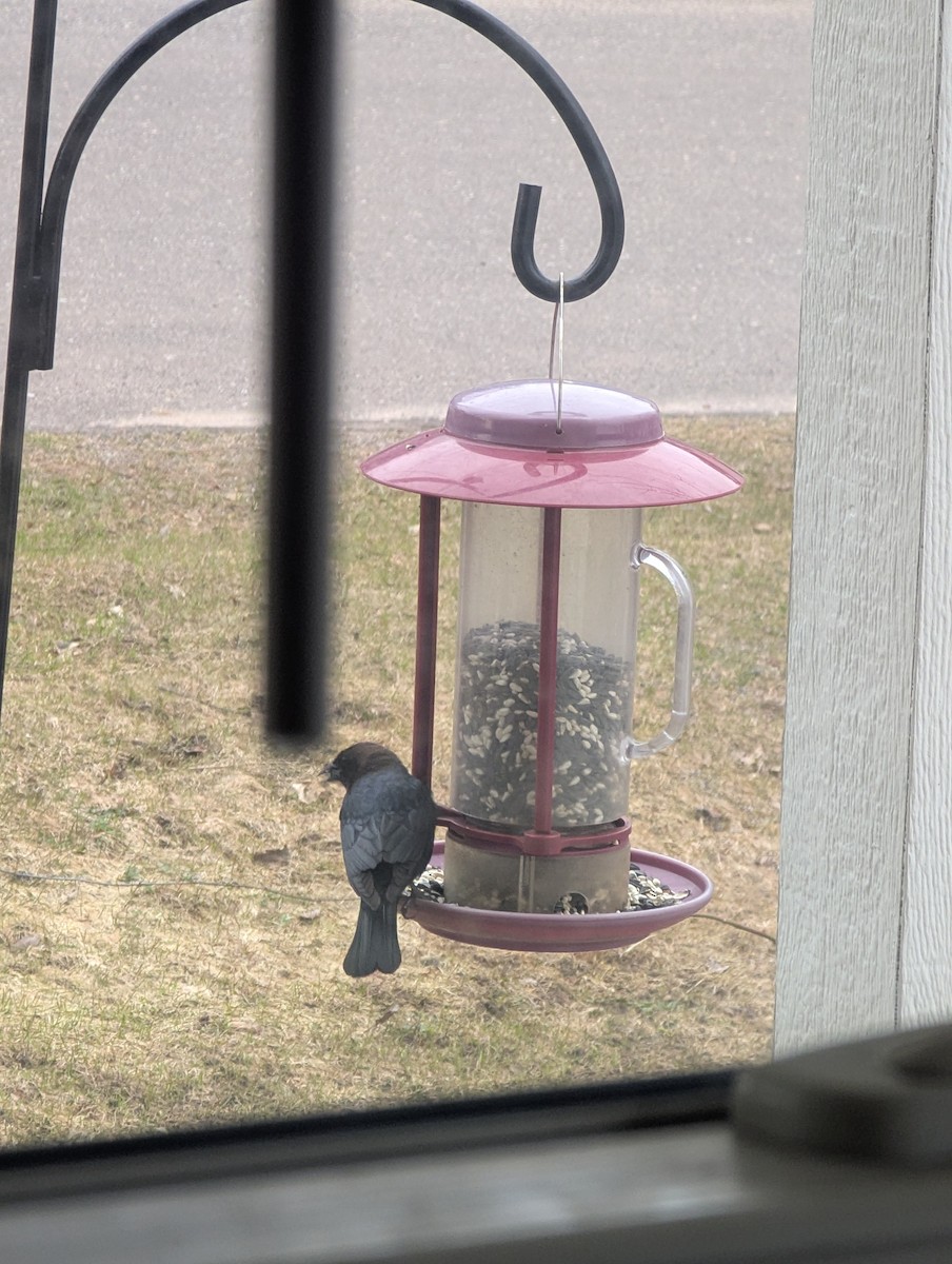 Brown-headed Cowbird - ML634282462