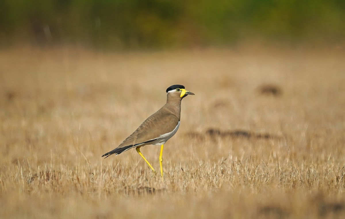 Yellow-wattled Lapwing - ML634282528