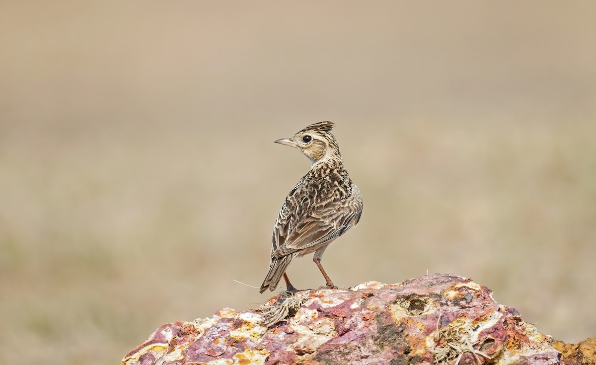 Oriental Skylark - ML634282561