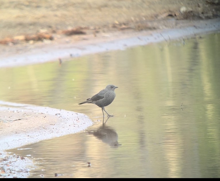 Brewer's Blackbird - ML634282589
