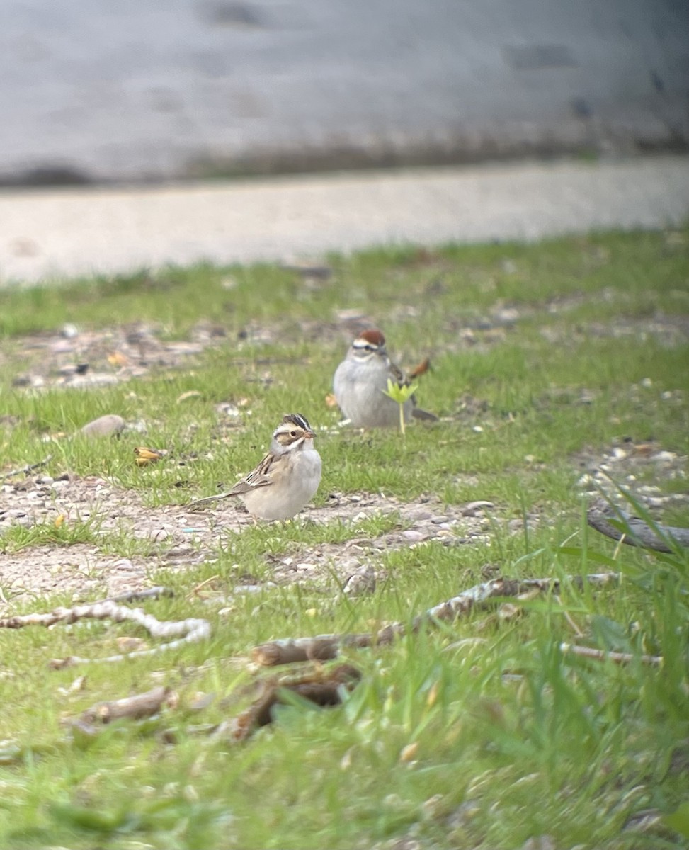 Clay-colored Sparrow - ML634282600