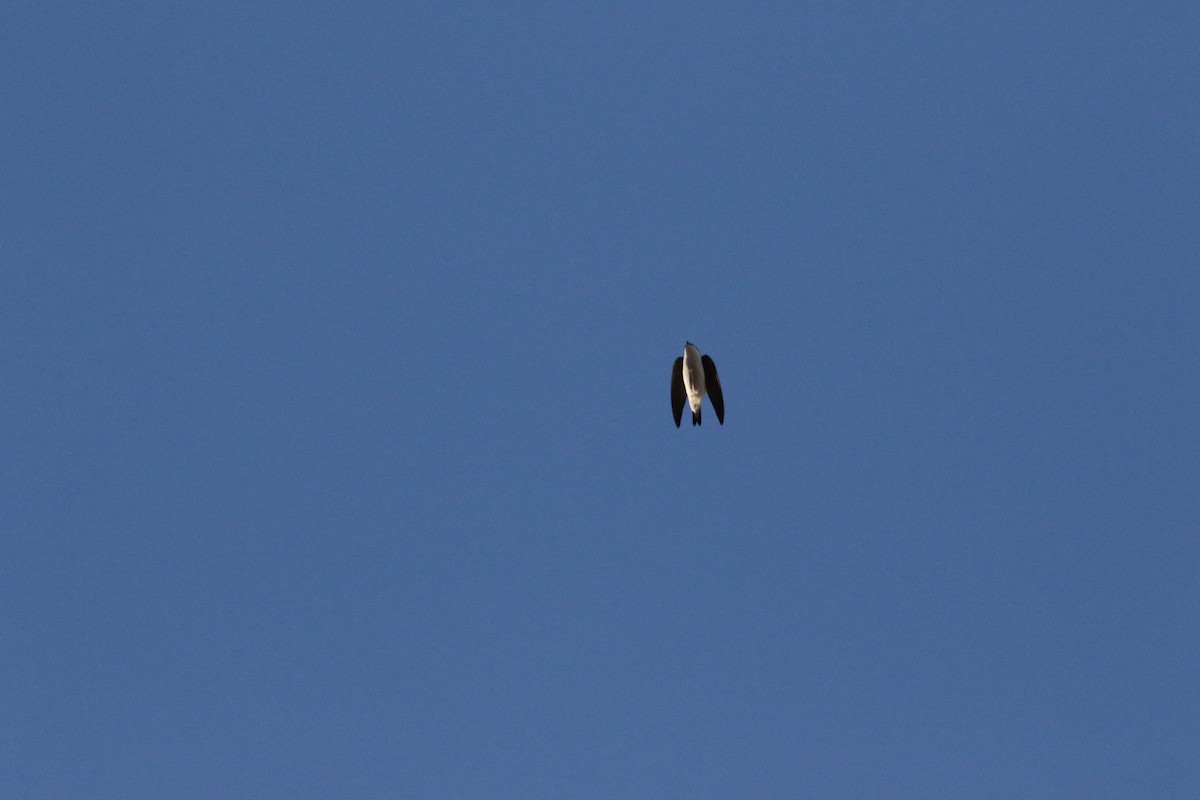 Tree Swallow - ML634282715