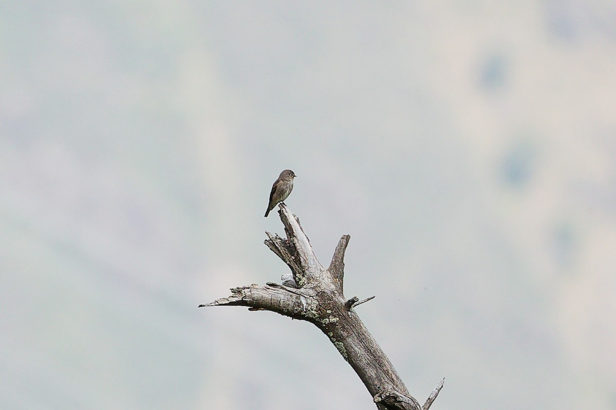 Шивэр намнаахай - ML634283098