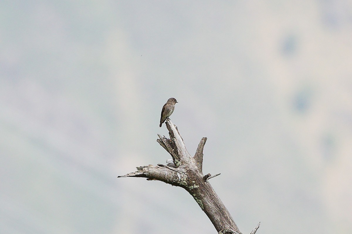 Шивэр намнаахай - ML634283099