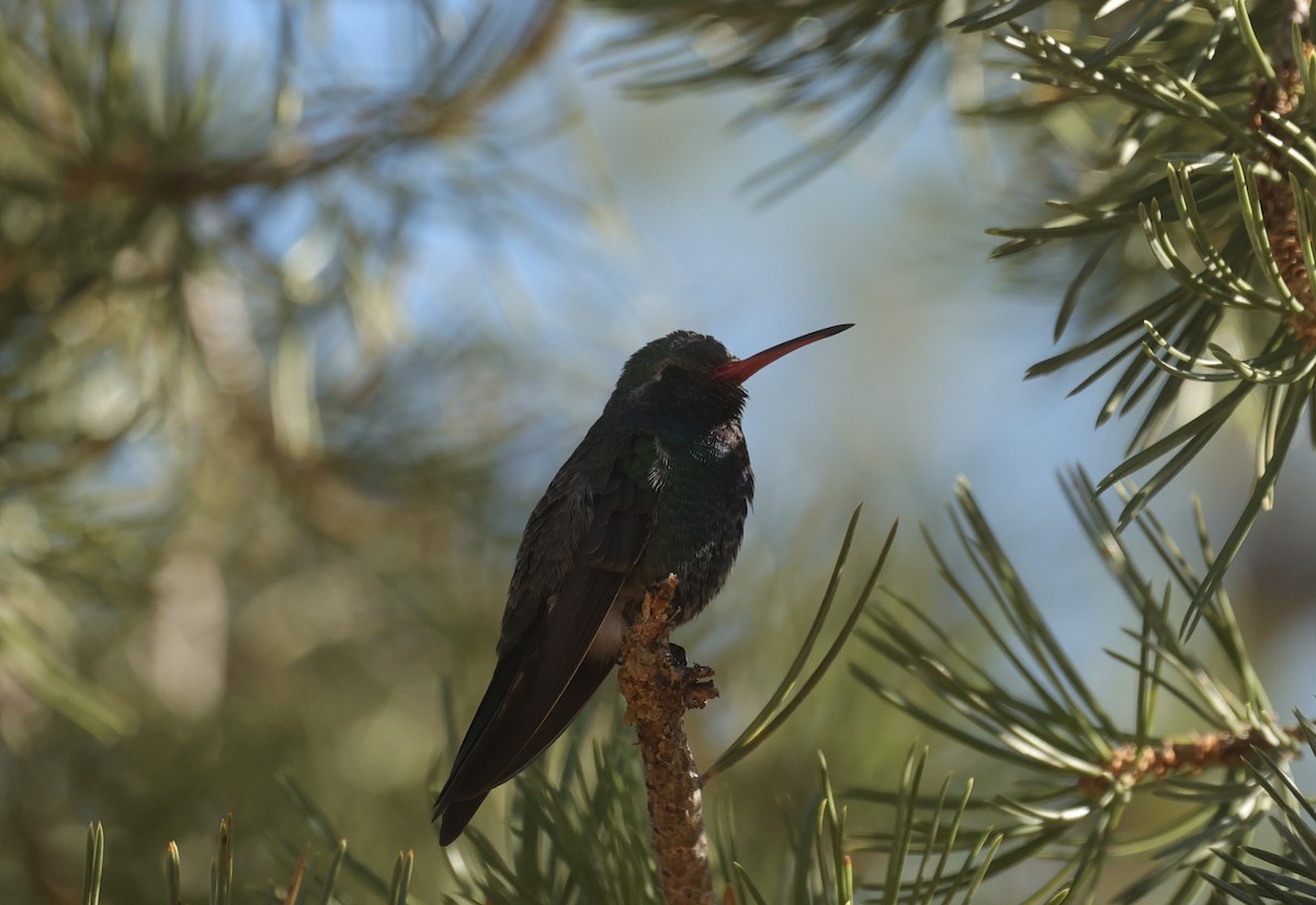Broad-billed Hummingbird - ML634283142