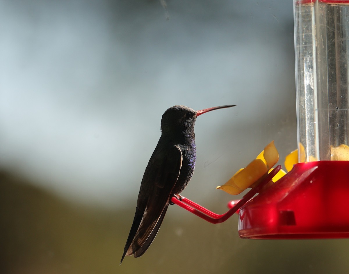 Broad-billed Hummingbird - ML634283143