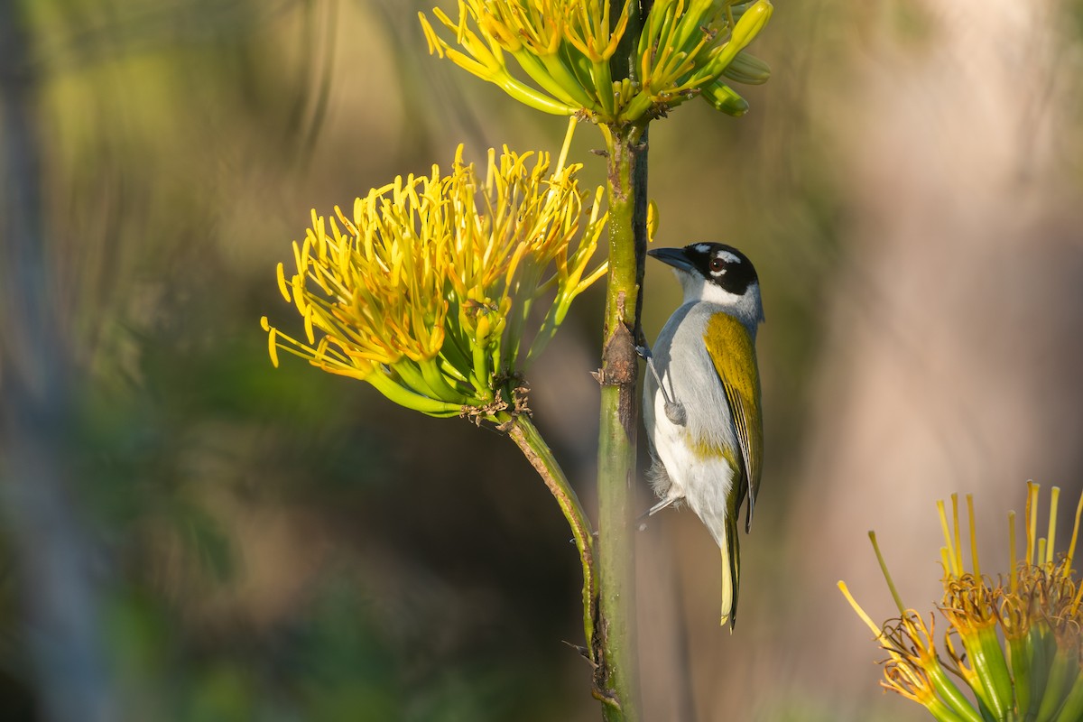 Black-crowned Palm-Tanager - ML634283337