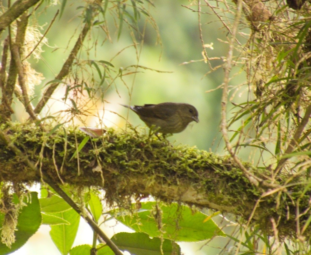 Slaty Finch - ML634283340