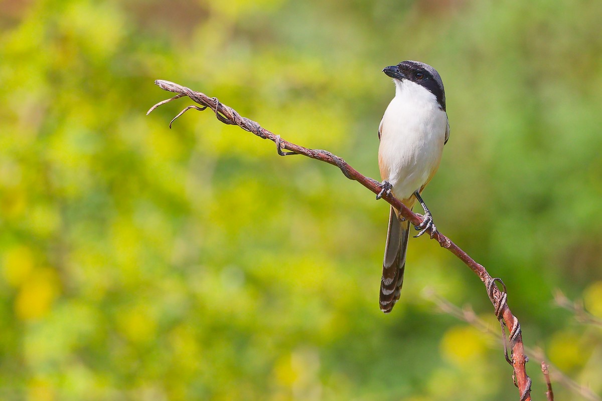Алаг дунхай - ML634283451