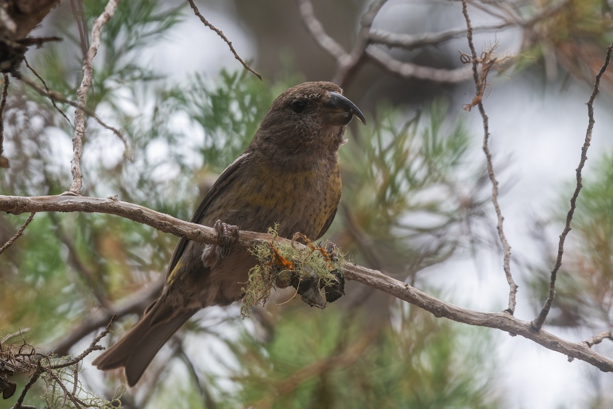 Hispaniolan Crossbill - ML634283486