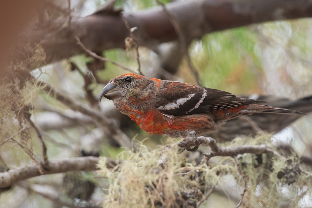 Hispaniolan Crossbill - ML634283488
