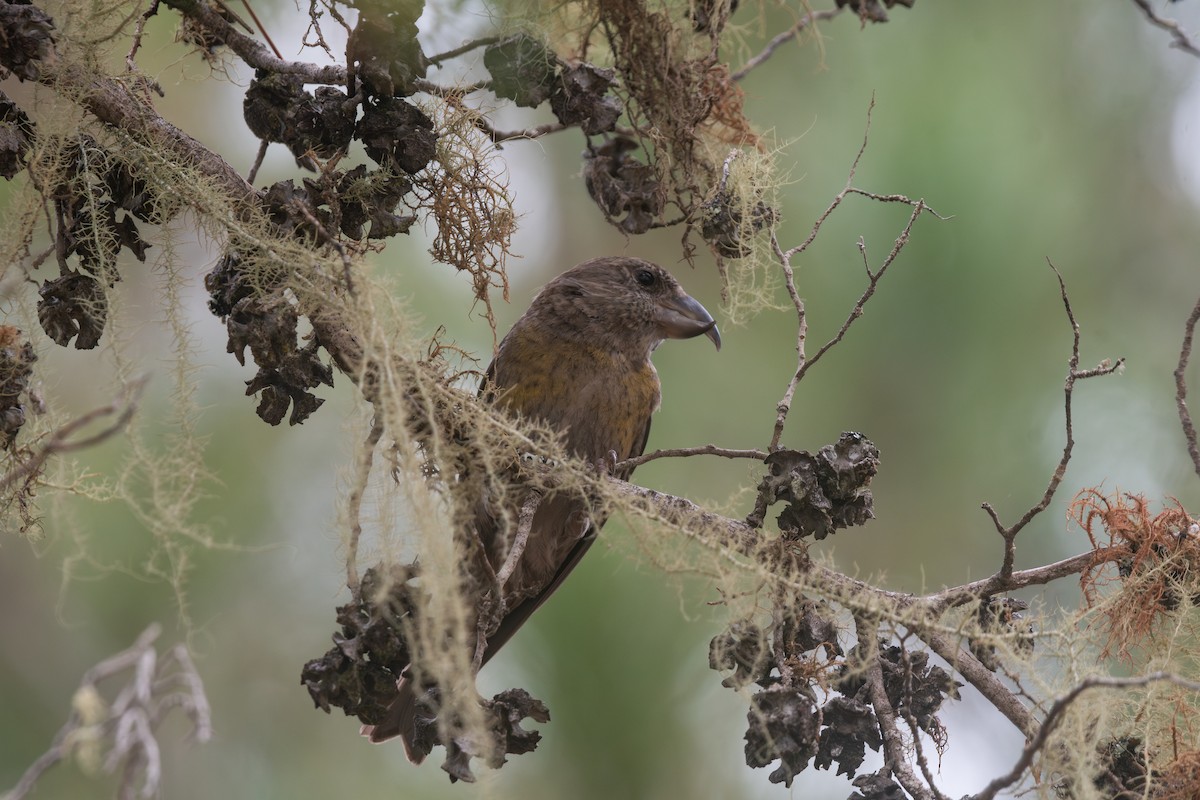 Hispaniolan Crossbill - ML634283489