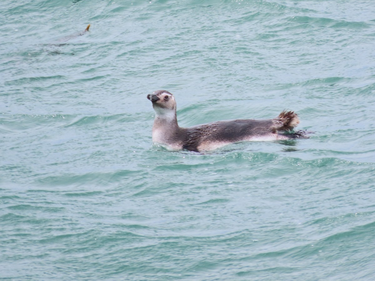 Magellanic Penguin - ML634283546
