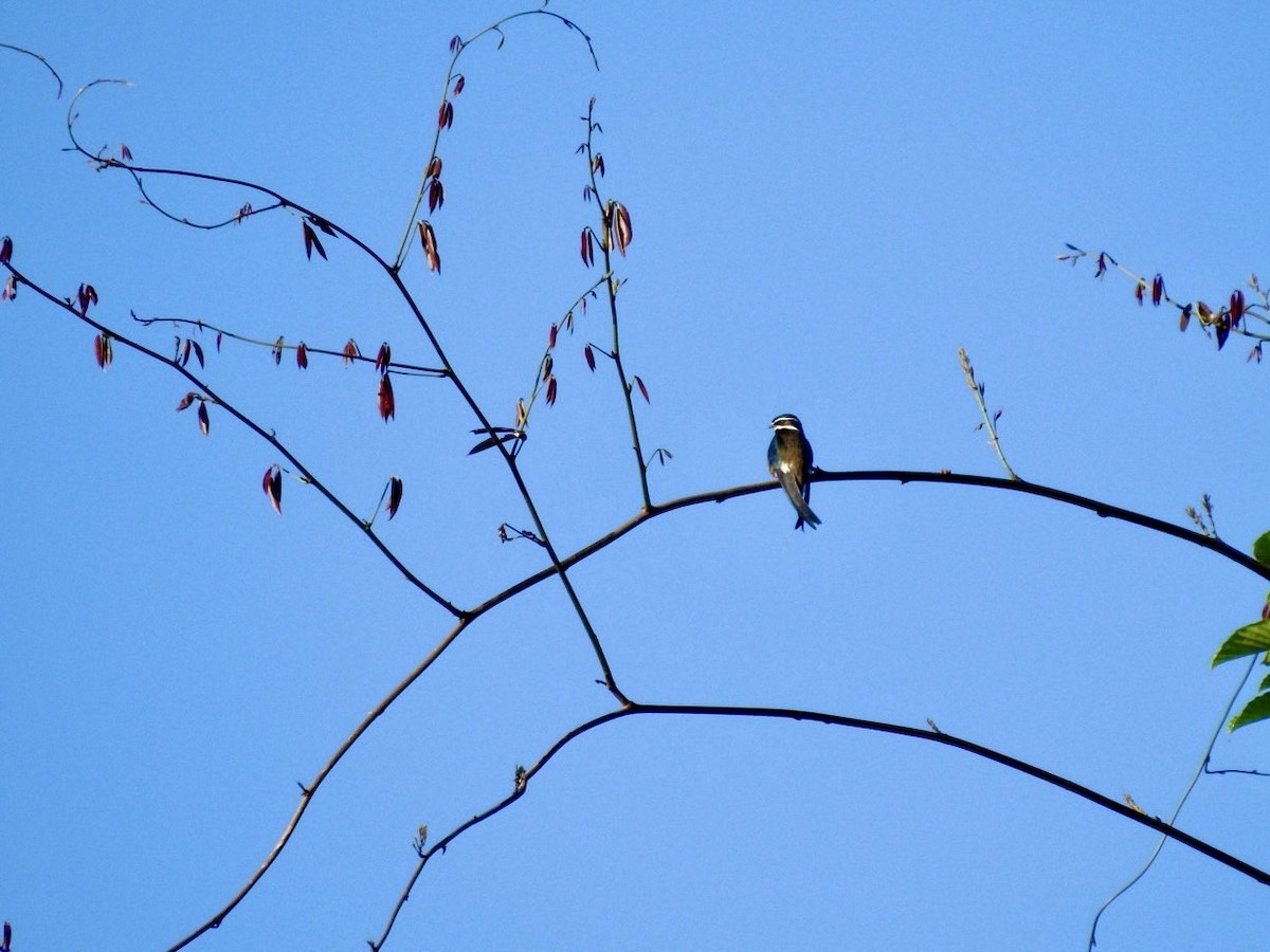 Whiskered Treeswift - ML634283554