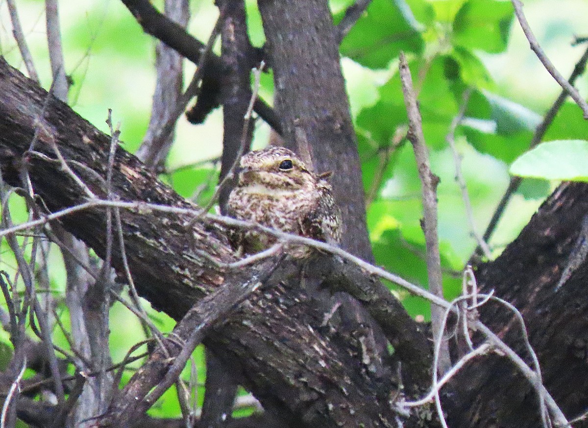 Scrub Nightjar - ML634283560