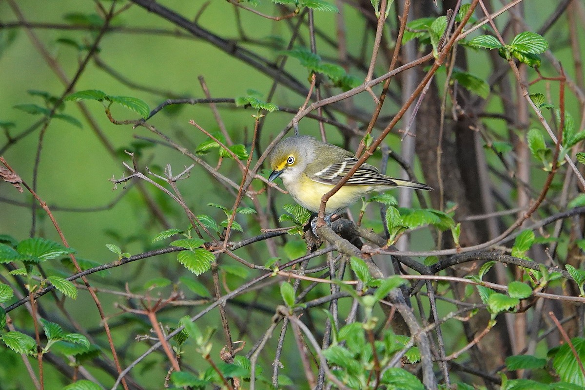 White-eyed Vireo - ML634283569