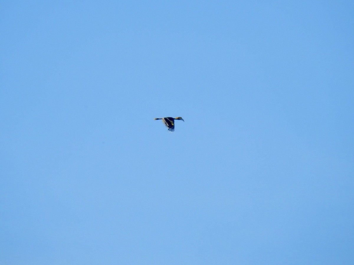 Great Hornbill - ML634283573
