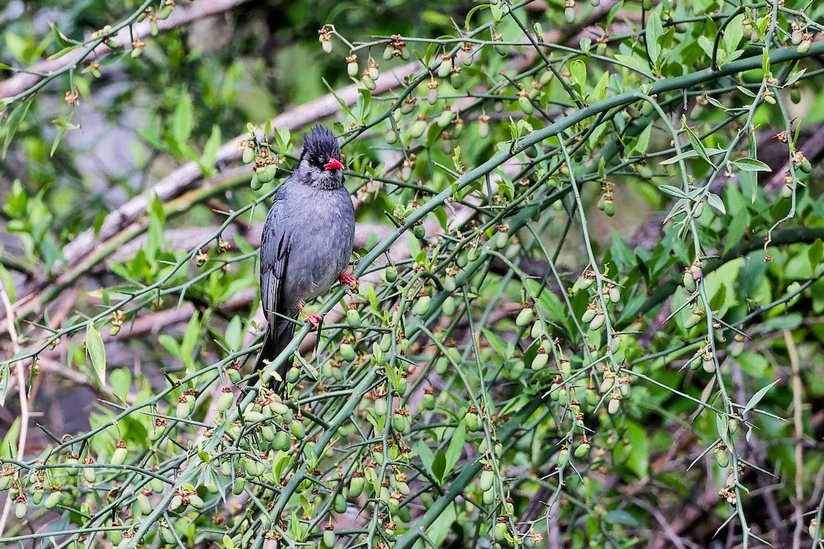 Black Bulbul - ML634283576