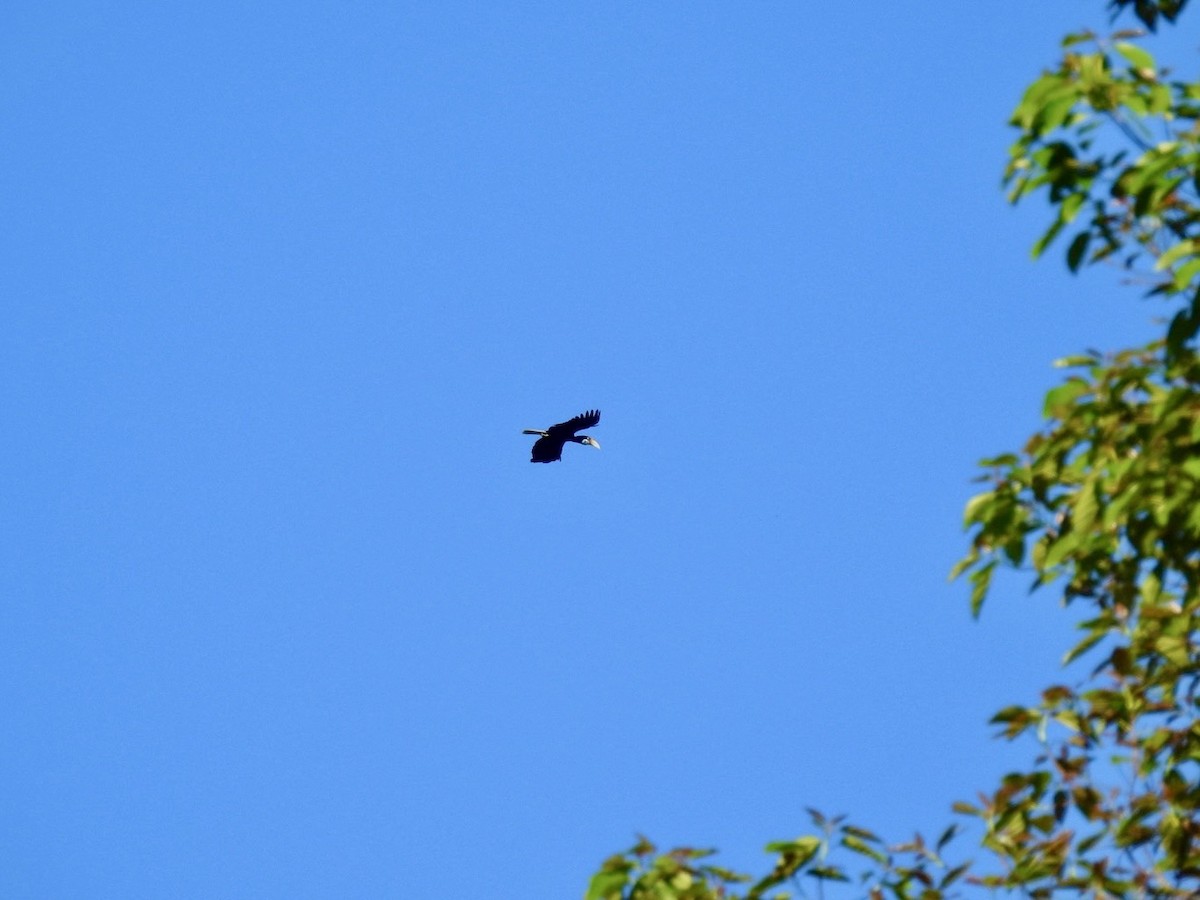 Wreathed Hornbill - ML634283579