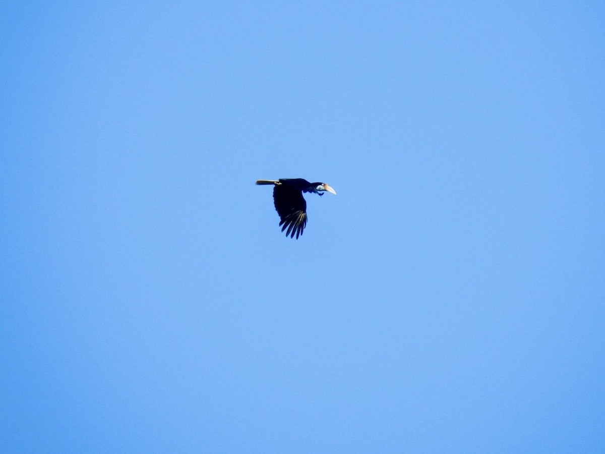 Wreathed Hornbill - ML634283580