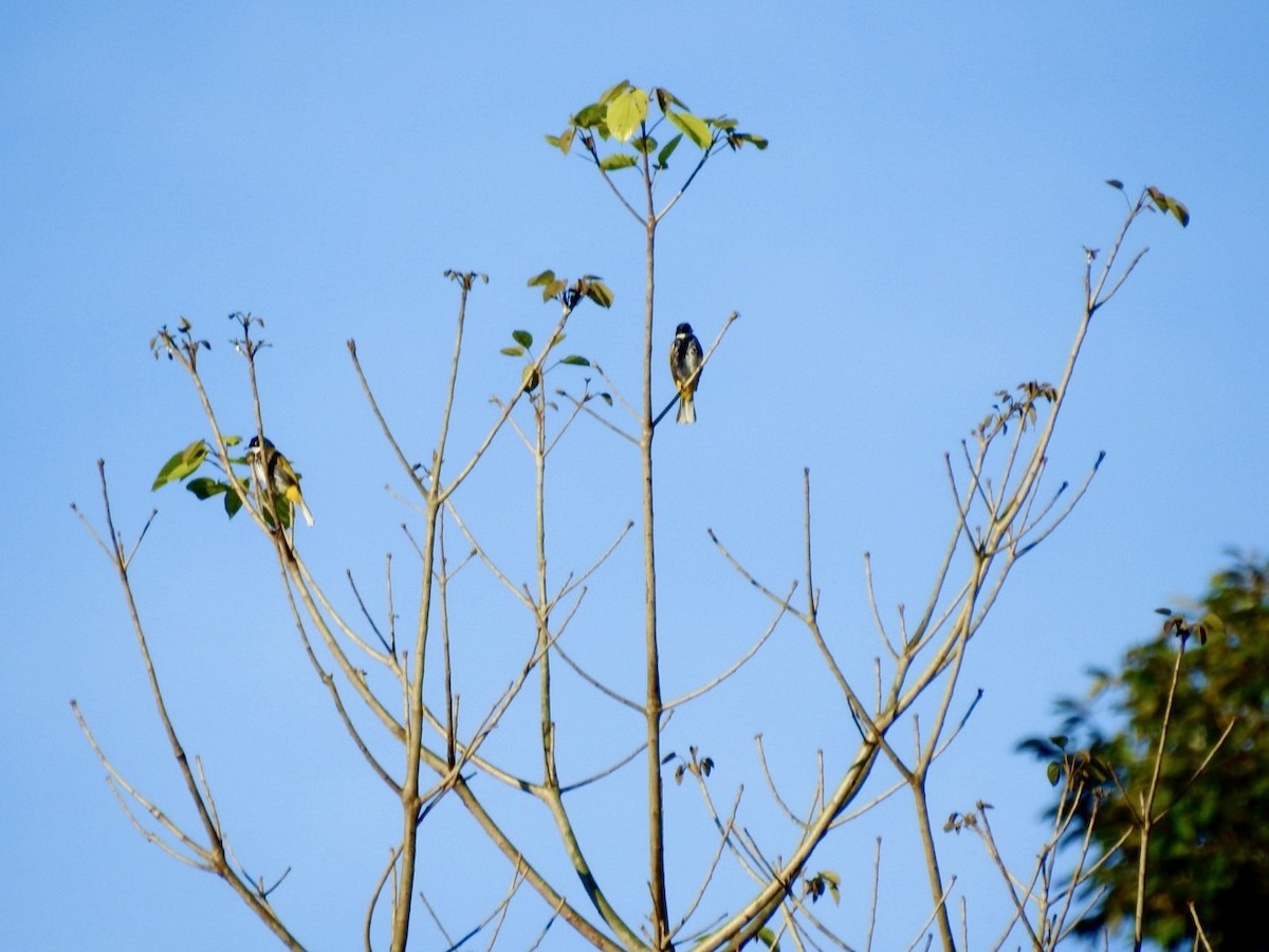 Scaly-breasted Bulbul - ML634283583