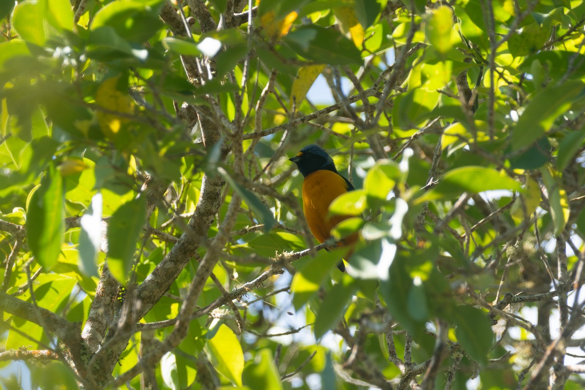 Hispaniolan Euphonia - ML634283621