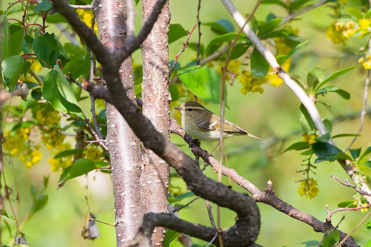 Хүмей дууч шувуу - ML634283634