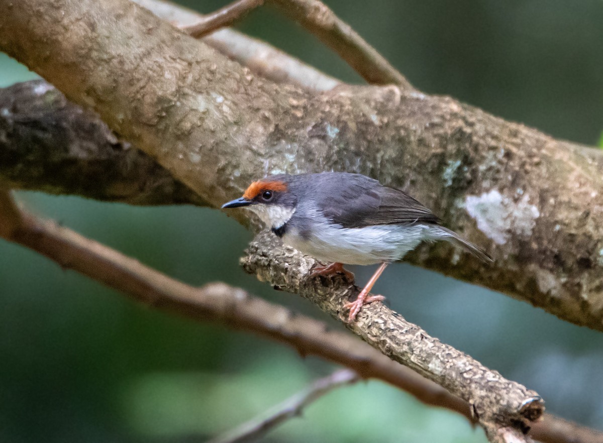 Turner's Eremomela - ML634283674