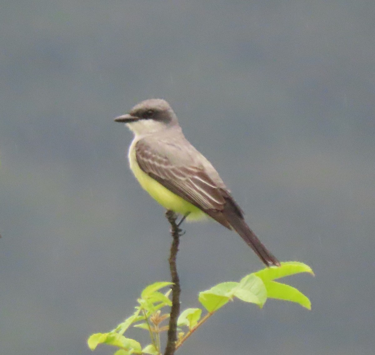 Snowy-throated Kingbird - ML634283847