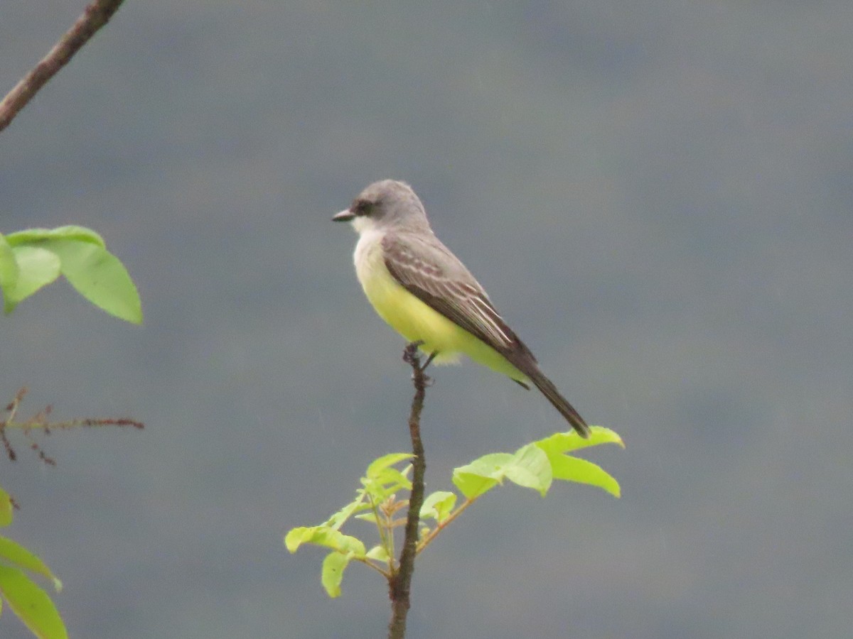 Snowy-throated Kingbird - ML634283848
