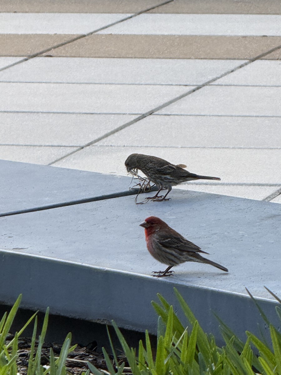 House Finch - ML634284107
