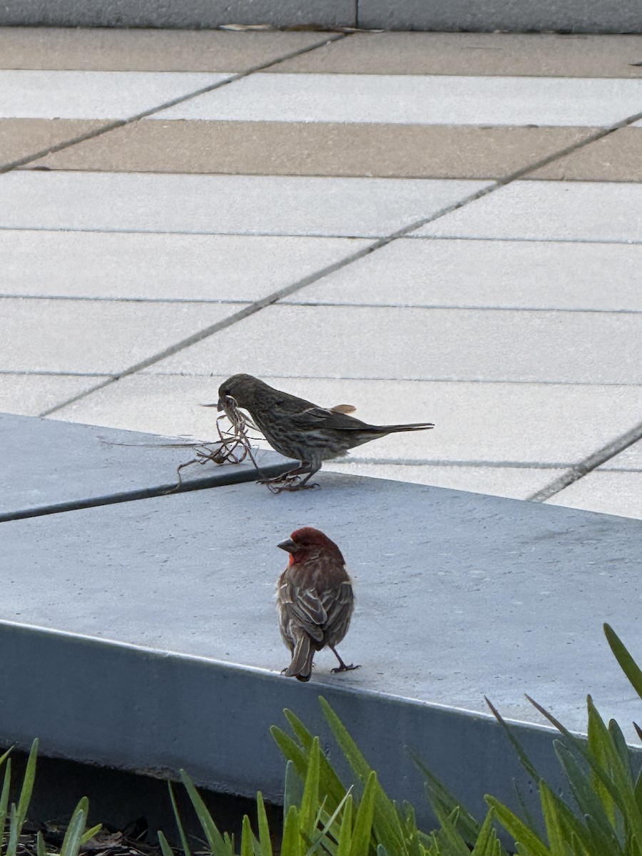 House Finch - ML634284108